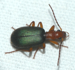 Brachinus crepitans