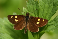 Argopteron aureipennis