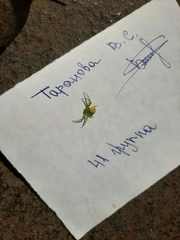 Ebrechtella tricuspidata
