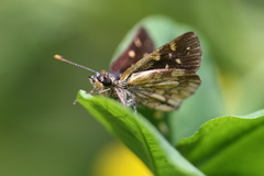 Butleria paniscoides