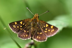 Butleria elwesi