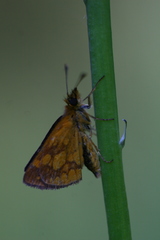 Butleria paniscoides