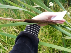 Typha latifolia