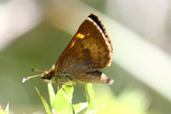 Butleria bissexguttatus