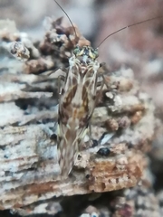 Graphopsocus cruciatus