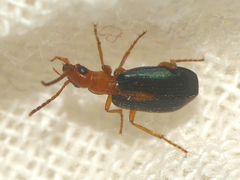 Brachinus sclopeta