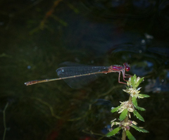 Enallagma dubium