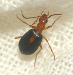 Brachinus sclopeta