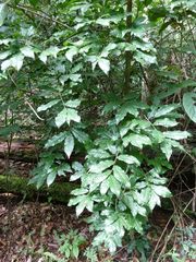 Ochna membranacea