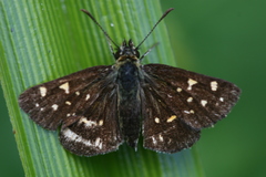 Butleria bissexguttatus