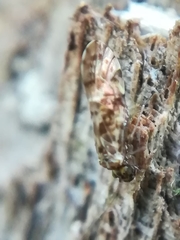 Graphopsocus cruciatus