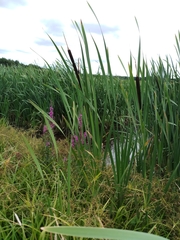 Typha latifolia