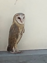 Tyto alba