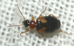 Lebia scapularis