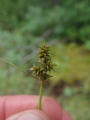 Carex wiegandii
