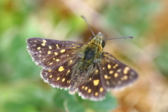 Butleria elwesi
