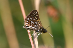 Butleria elwesi
