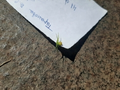 Ebrechtella tricuspidata