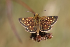 Butleria elwesi