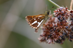 Butleria flavomaculata valdivianus