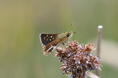 Butleria flavomaculata valdivianus
