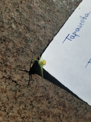 Ebrechtella tricuspidata