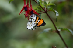 Eroessa chiliensis