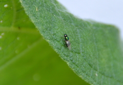 Microchrysa polita