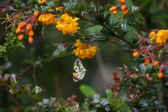 Eroessa chiliensis