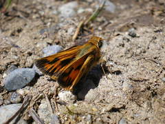 Hylephila fasciolata