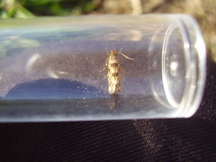 Parochmastis hilderi