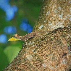 Draco volans