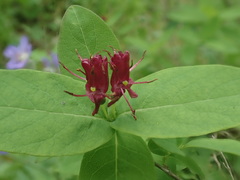 Lonicera chamissoi
