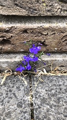 Lobelia erinus