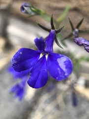 Lobelia erinus