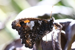 Nelia nemyroides
