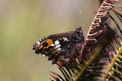 Nelia nemyroides
