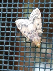 Aglossa disciferalis