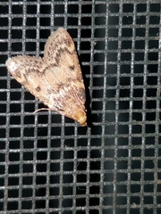 Aglossa disciferalis