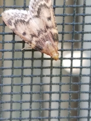 Aglossa disciferalis