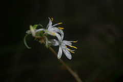Chlorophytum comosum
