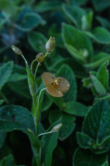 Murdannia lanuginosa