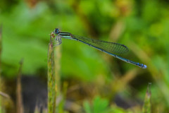 Aciagrion occidentale