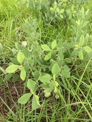 Baptisia bracteata