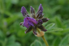 Flemingia nilgheriensis