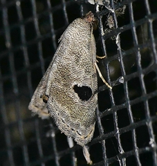 Abablemma duomaculata