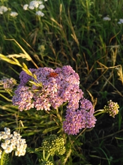Achillea