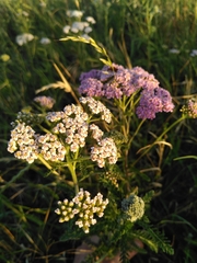 Achillea