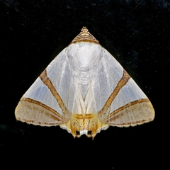 Eulepidotis persimilis