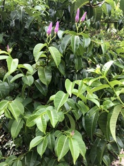 Cryptostegia grandiflora